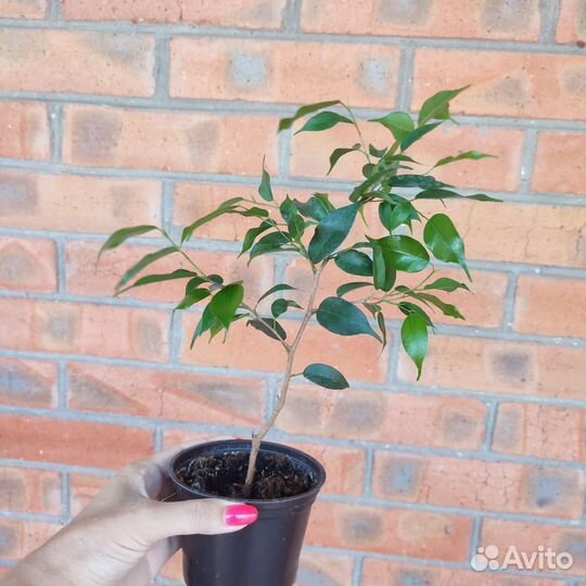 Фикус бенджамина
