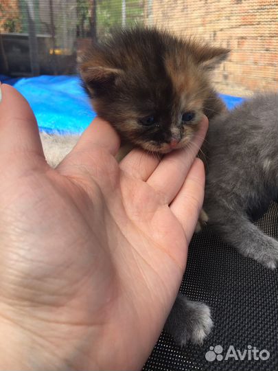 Котята британские