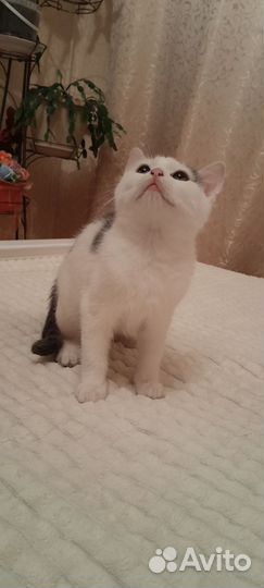 Кошки в добрые руки