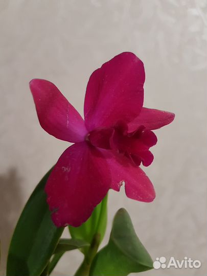 Продам мини орхидею (cattleya)