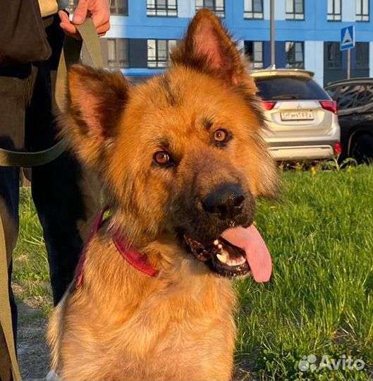 Ищу дом, хотя бы временный