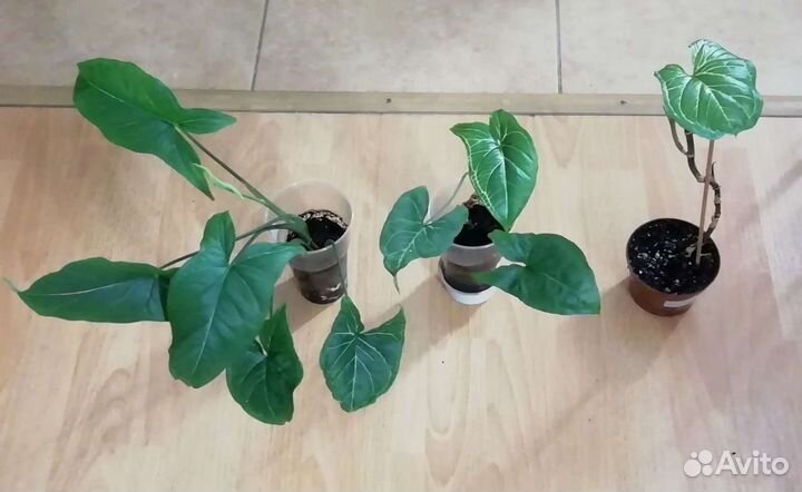 Сингониумы, антуриум, эпипремнум, рафидофора