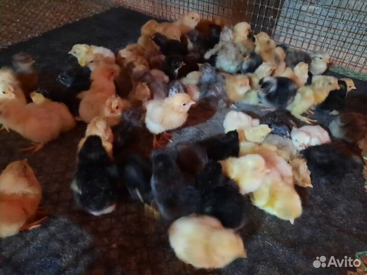 Цыплята суточные