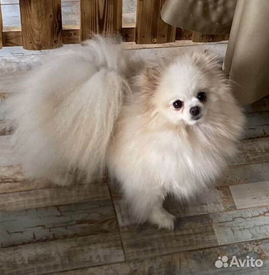 Мини шпиц девочки