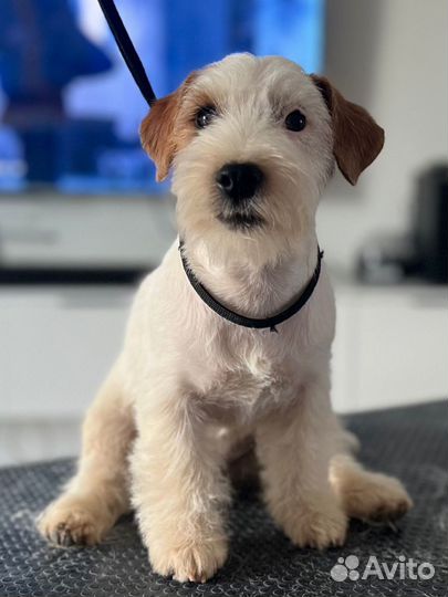 Щенки джек рассел терьер