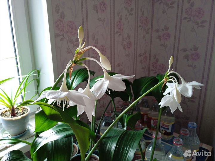 Эухарис амазонская лилия