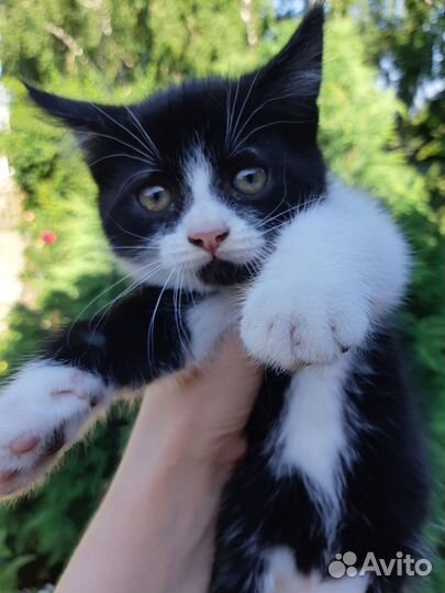 Котята в добрые руки бесплатно