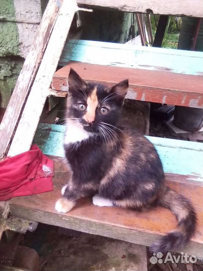 Котята в добрые руки бесплатно