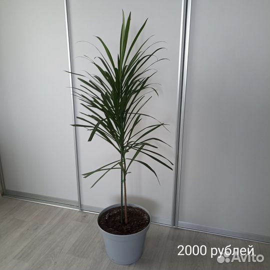 Цветы в горшках домой или в офис