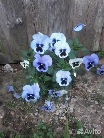 Телка на племя