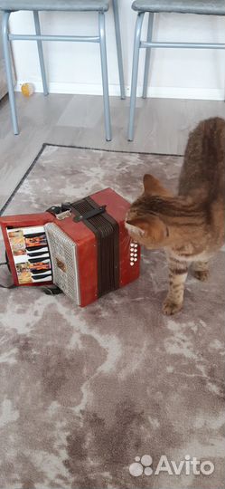 Аккордеон малыш