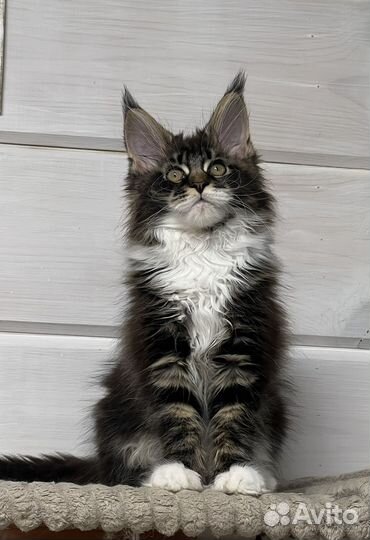 Котята мейн-кун