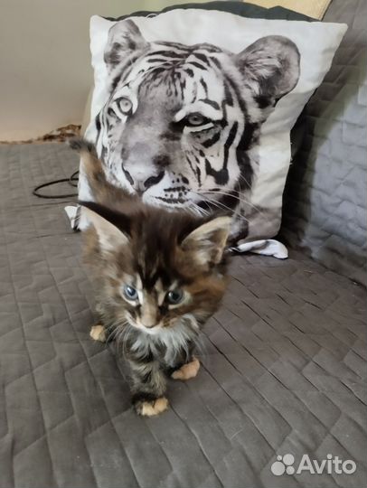 Домашние животные