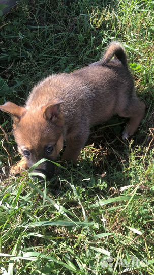 Щенки в добрые руки