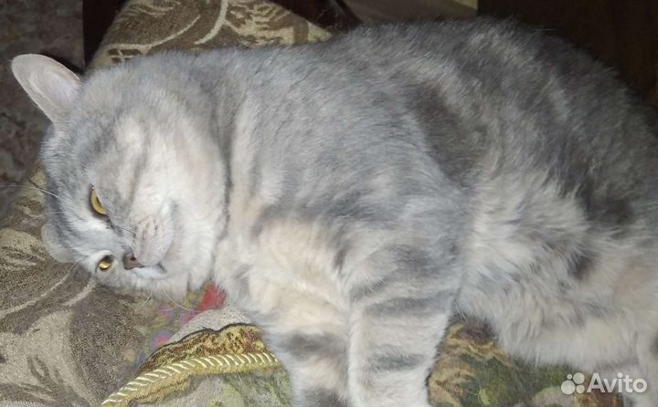 Котята британские