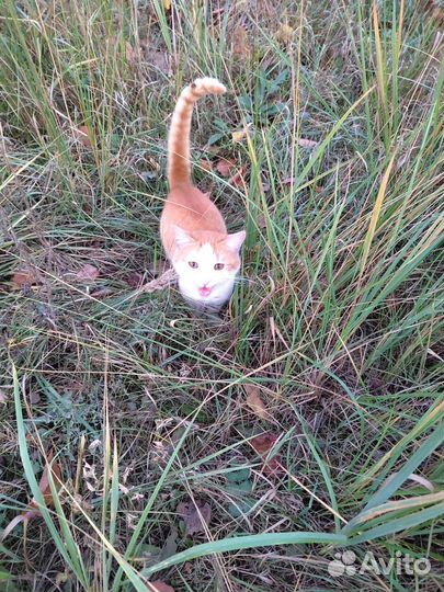 Котику нужен дом
