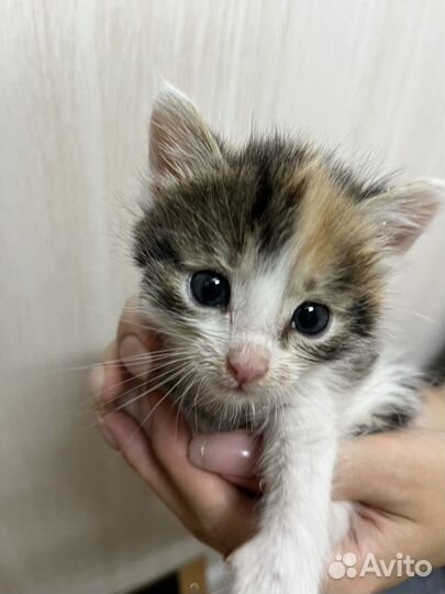Котята отдам бесплатно