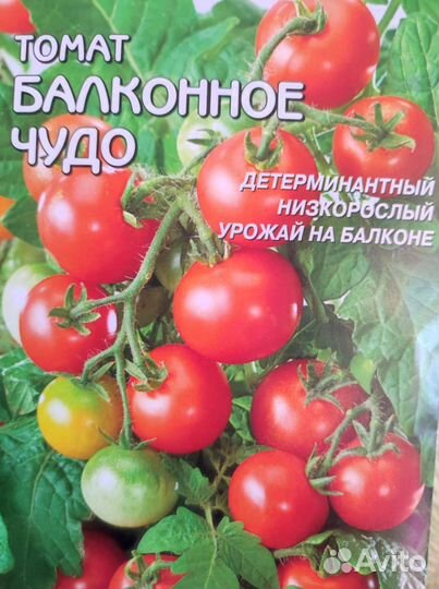 Рассада томатов, помидоры для теплицы