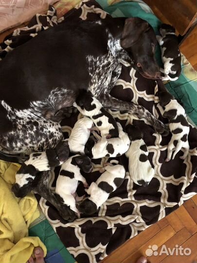 Щенки курцхаара