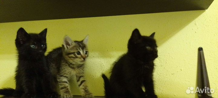 Котенок в дар