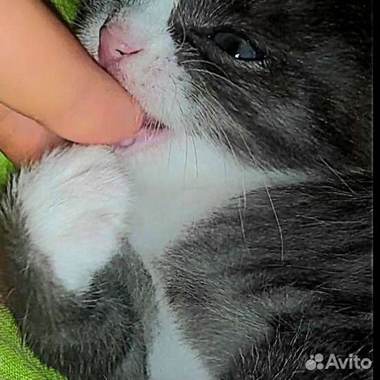Котёнок в добрые руки девочка почти 1 месяц