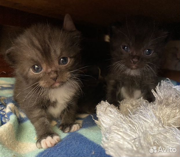 Кошки бесплатно