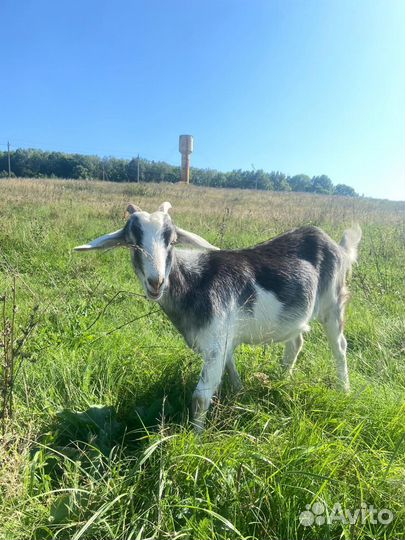 Коза заанинская