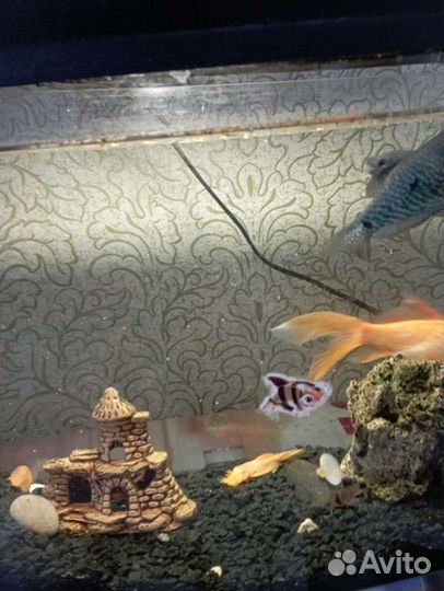 Аквариум