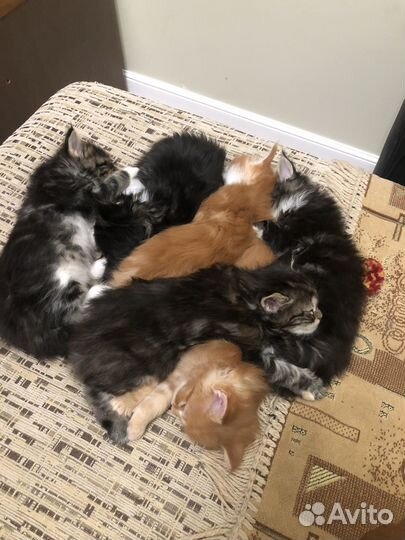 Котята мэйн кун