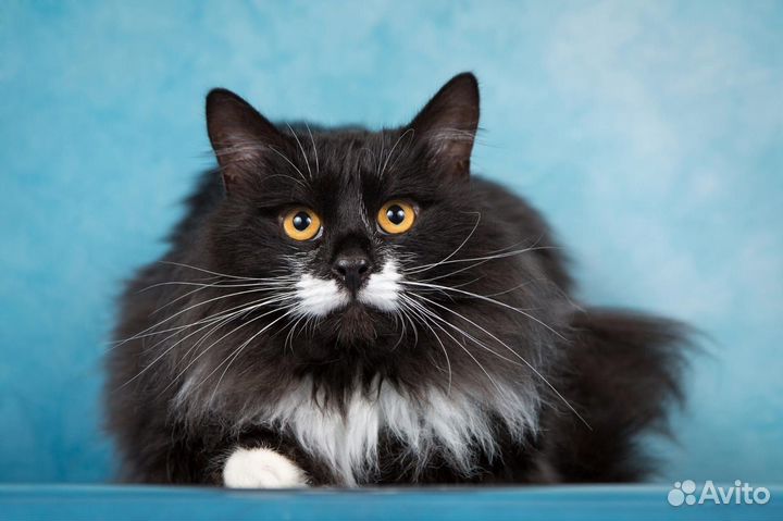 Котик Сироп в дар, в добрые руки