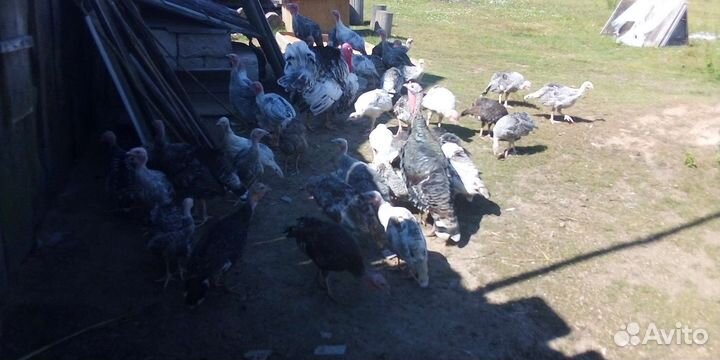 Индюки домашние