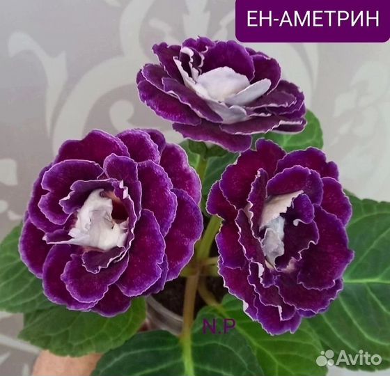 Сортовые глоксинии