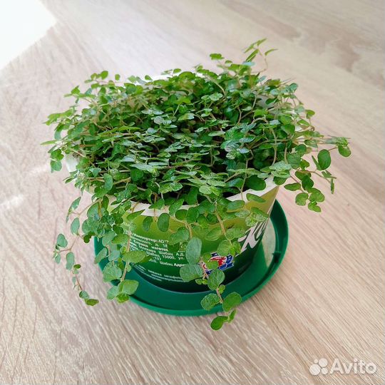 Солейролия (гелксина). Комнатные цветы