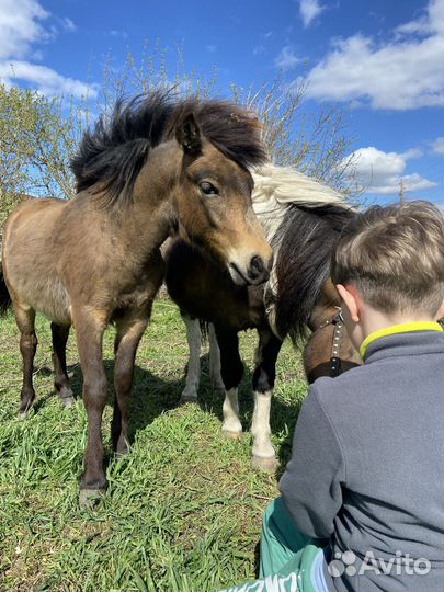 Продам кобылу и пони жеребчика