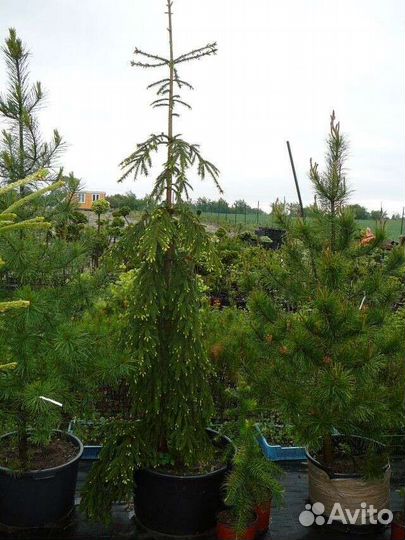 Ель Радлофф, Вилс цверг, Белобок, Ротенхаус, Буш л