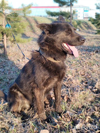 Собака в добрые руки отдам бесплатно