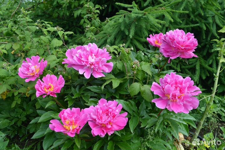 Пионы сортовые
