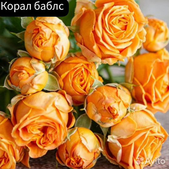 Роза Корал баблз