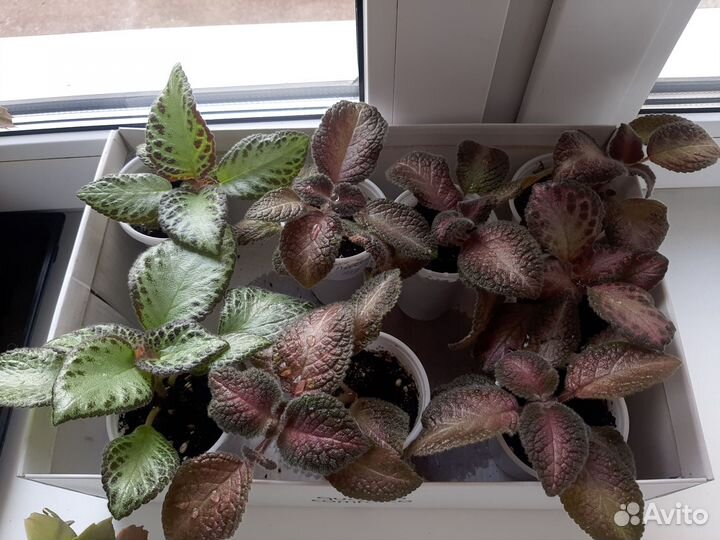 Декабрист,Эписция,Традесканция