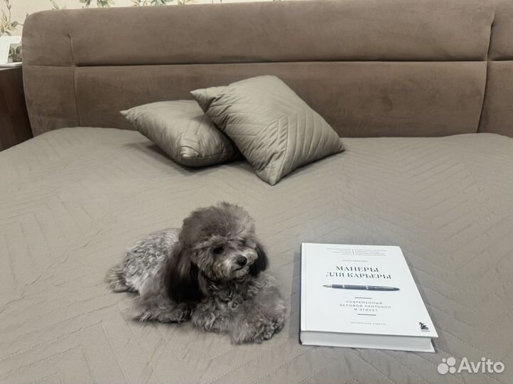 Пудель Тедди Китай