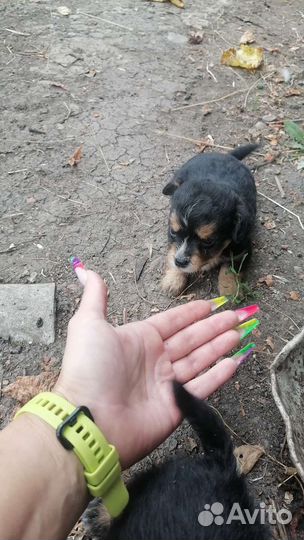 Отдам бесплатно