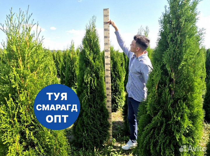 Туя смарагд рост 202 см /опт 150 шт
