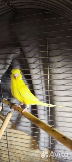 Волнистые попугаи