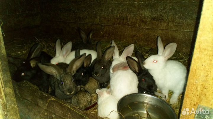 Продам кроликов