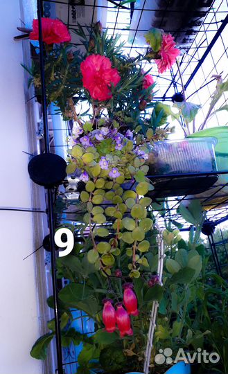 Каланхоэ Каландива