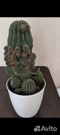 Кактус
