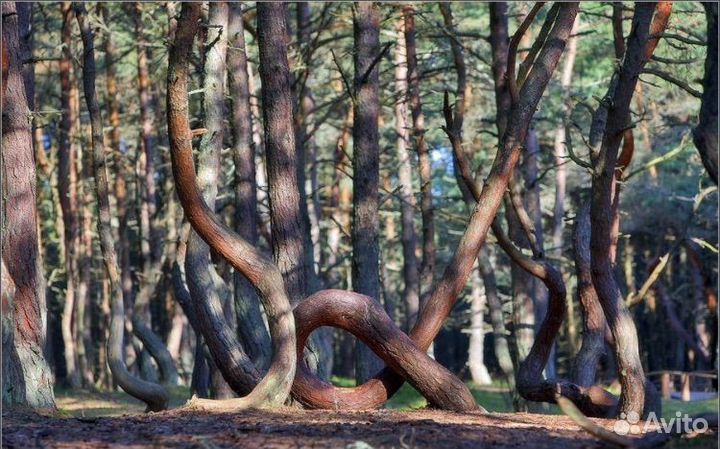 Аренда авто с водителем. Транфер