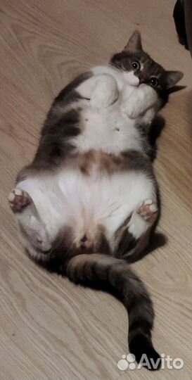 Отдам Котика