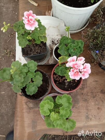 Пеларгония герань