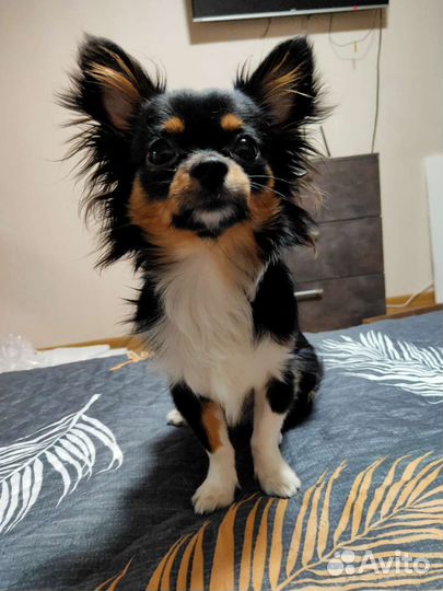 Продается мальчик чихуахуа